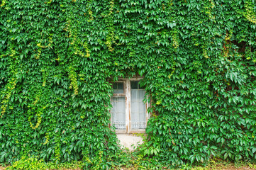 Window covered with green ivy.