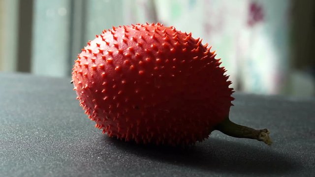 Video of Gac, Spring Bitter Cucumber, Momordica cochinohinensis Spring red ripe spiky tropical fruit