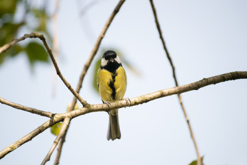Fototapeta premium bird Tit