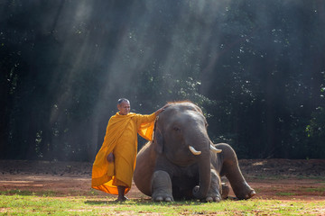 The old monk with a young elephant in the forest.  - obrazy, fototapety, plakaty