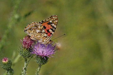 Distelfalter auf einer Distel