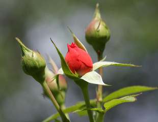 Close up of red rose and buds