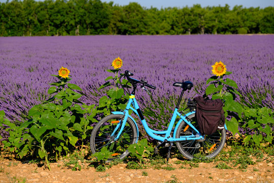 Electric Bicycle In The Lavender Field In Provence, France