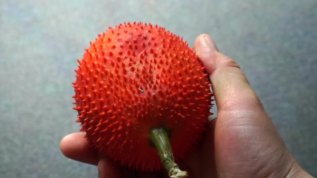Video of Gac, Spring Bitter Cucumber, Momordica cochinohinensis Spring red ripe spiky tropical fruit
