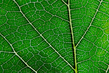 Leaf texture abstract background with closeup view on veins