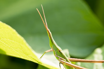 ショウリョウバッタ