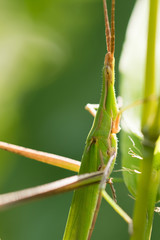 ショウリョウバッタ