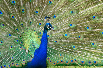 Obraz premium peacock turns a wheel - Pfau schlägt ein Rad 