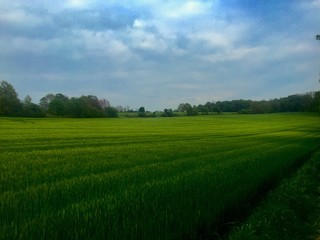 Obraz premium Getreidefeld