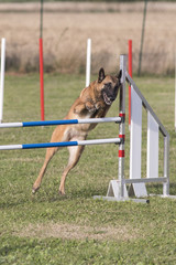 berger belge malinois en agility