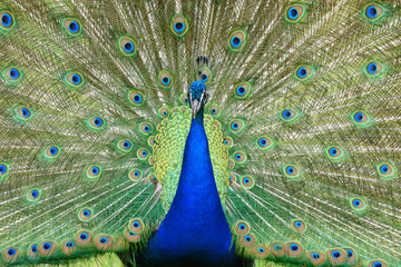 Obraz premium peacock turns a wheel - Pfau schlägt ein Rad 