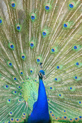 Obraz premium peacock turns a wheel - Pfau schlägt ein Rad 