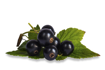 Blackenning currant ripe berries