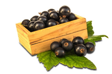 Blackenning currant ripe berries