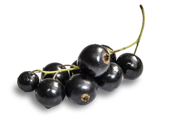 Blackenning currant ripe berries