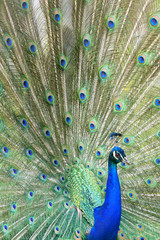 Obraz premium peacock turns a wheel - Pfau schlägt ein Rad 