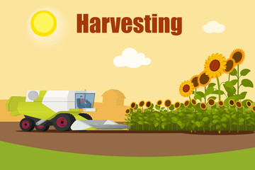 Modern combine harvester tractor working a sunflowers field. Agriculture machinery. Agriculture harvest sunflower seeds. Farm rural landscape, vector illustration.