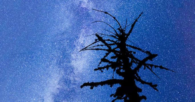 A view of the stars of the Milky Way. SIlhouette of a dead mossy tree in the foreground. Night sky nature summer landscape. Perseid Meteor Shower in 2016. 4k timelapse movement..