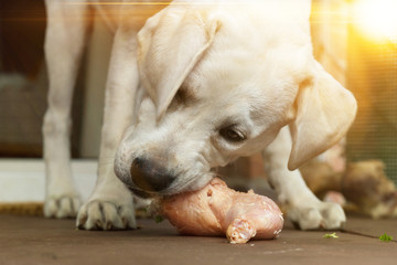 Labrador Hund Welpe frisst einen Knochen mit Fleisch - gesunde natürliche Ernährung mit Barf 