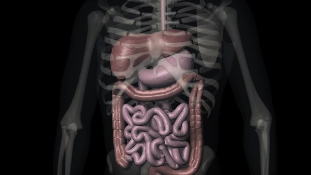 Human digestive system.