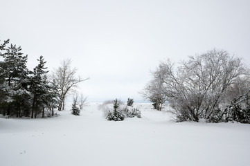 Fototapeta na wymiar Trees in a winter forest