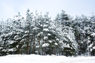 Trees in a winter forest