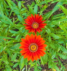 Two red flower on a bed