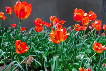 Bright red tulips in a flowerbed in a park