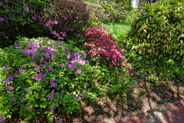Bright purple and pink bushes of flowers in park