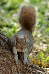 Naklejka na ściany i meble Fluffy squirrel near the tree in the park
