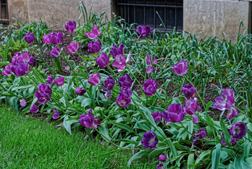 Fototapeta premium Purple tulips in the park in Washington DC