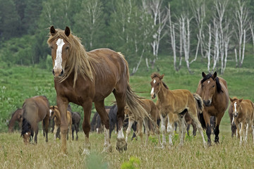 Naklejka na ściany i meble a herd of horses grazing in a green field near the forest