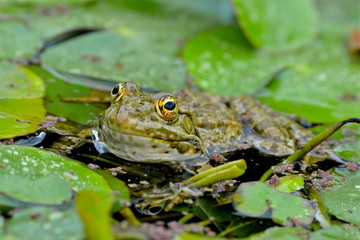 Grenouille dans les nénuphars