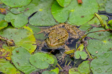Grenouille dans les nénuphars