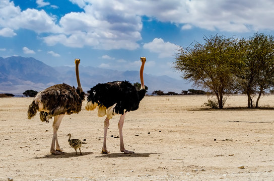 Female and male of African ostrich (Struthio camelus) with young chick in nature reserve park, 35 km north of Eilat, Israel

