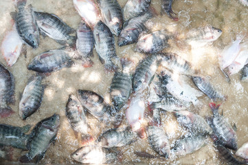 fresh Tilapia and red tilapia in water Farm,fish in the cage, fish farming in Thailand