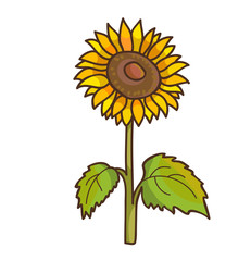 Sunflower cartoon floral drawing. Vector illustration