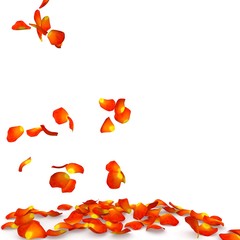 Orange rose petals flying on the floor
