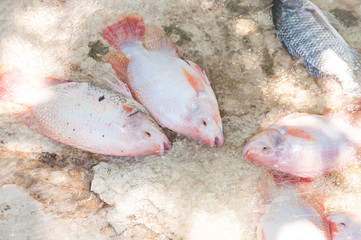 Obraz premium fresh Tilapia and red tilapia in water Farm,fish in the cage, fish farming in Thailand