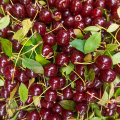 Background of ripe cherries.  Cherry selection