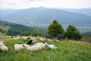 Obraz premium flock of of sheep in the mountain