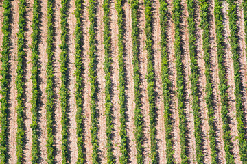 Vineyard in Croatia at the Adriatic coast.