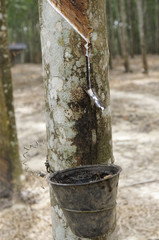 Rubber Latex Plantation