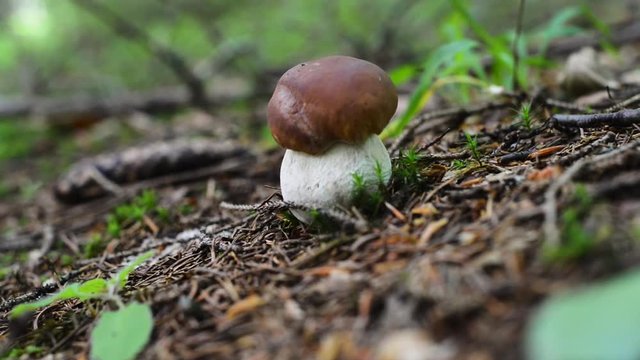 Mushroom detail in forest, young fresh growing boletus brown cap