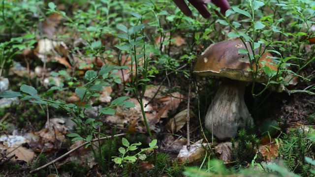 Mushroom cut off by knife, hands mushroomer female brown cap pick