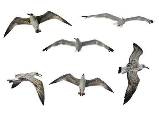 Collection of flying seagulls isolated on white