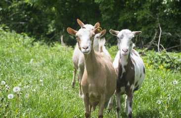 Goats in nature.