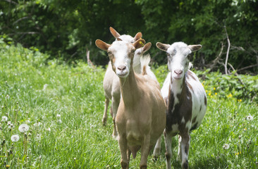 Fototapeta premium Goats in nature.