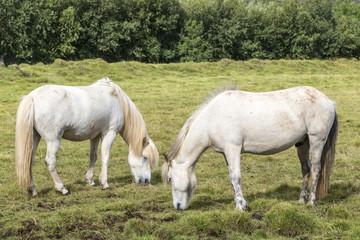 Fototapeta na wymiar Two white beautiful icelandic horses near Reykjavik on a green meadow. Close up portrait. Iceland.