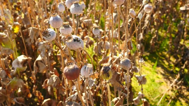 Long dry stalk of poppy seed. Evening field of poppy heads waiting for harvesting. Afternoon poppy field in windy weather, dry poppy heads are shaking. 